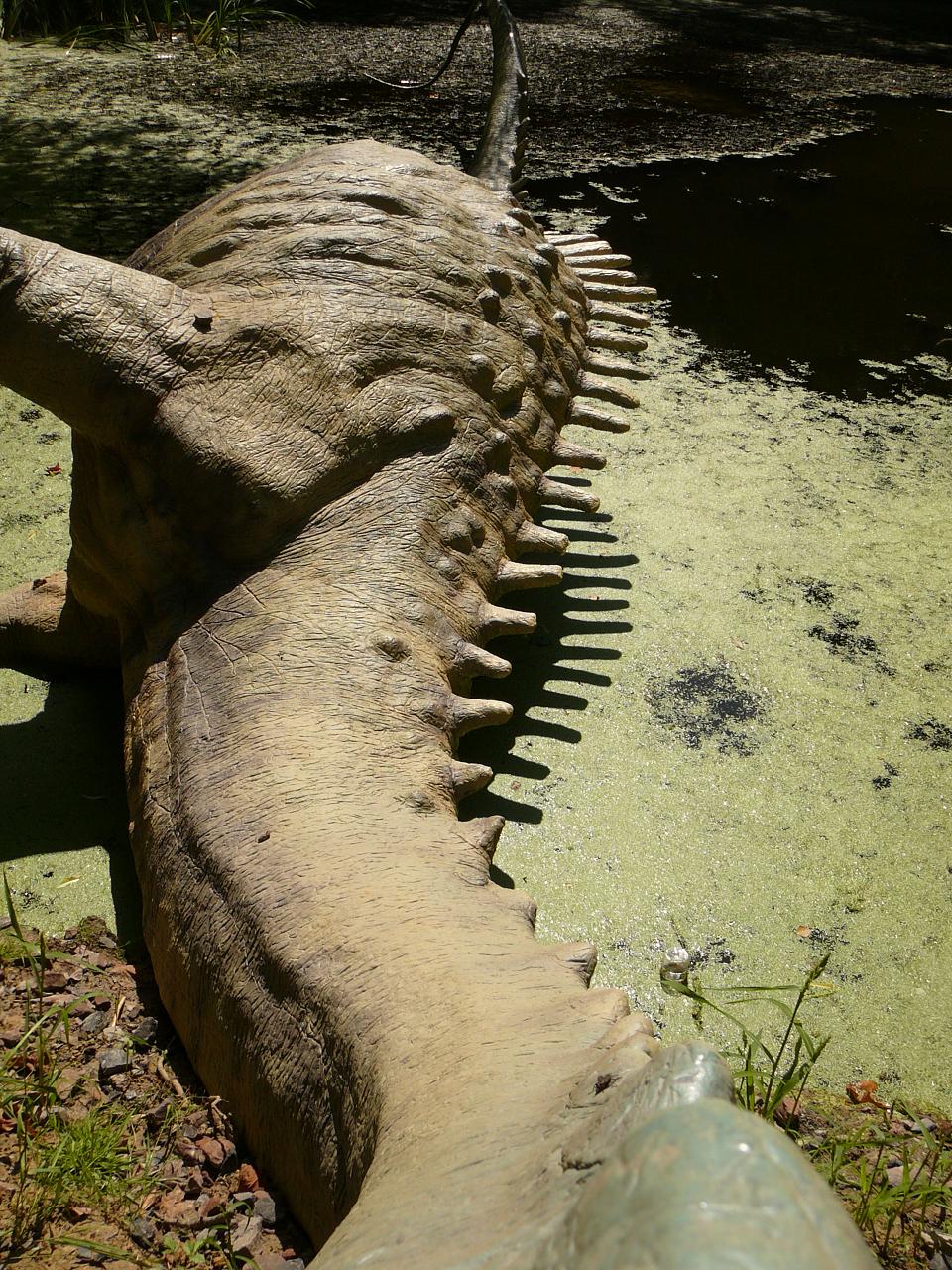Diplodocus 3.JPG