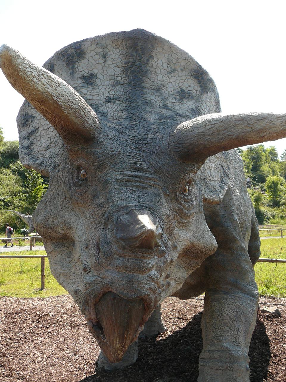 Triceratops 3.JPG